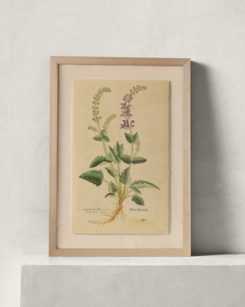 16th Century Snapdragon by Getty Images